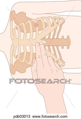 Drawing - Drawing showing position of fingers on sternum.. Fotosearch