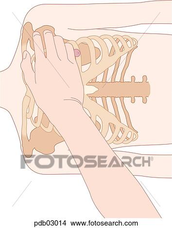 Stock Illustration - Drawing showing position of heel of hand on sternum.. Fotosearch