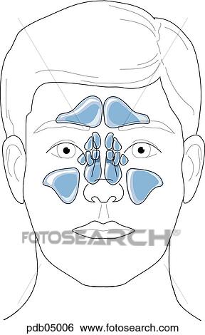 Stock Illustration - Drawing showing position of the nasal sinuses.. Fotosearch