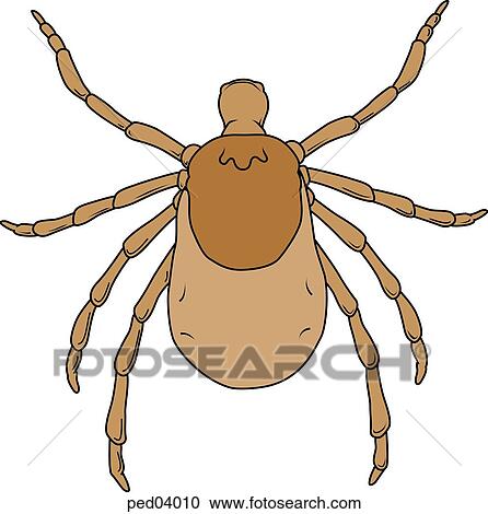 Enlarged view of a deer tick (Ixodes dammini). This tick normally feeds on mice and deer but also transmits Lyme disease to humans. View Large Illustration Clipart - Enlarged view of a deer tick (Ixodes dammini). This tick normally feeds on mice and deer but also transmits Lyme disease to humans.. Fotosearch