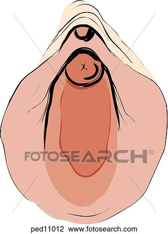 Drawing - Illustration of a crescentic hymen.. Fotosearch