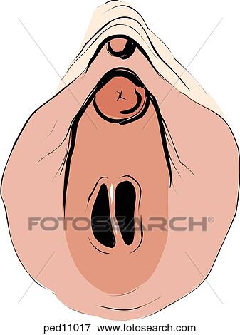 Stock Illustration - Illustration of a septated hymen.. Fotosearch