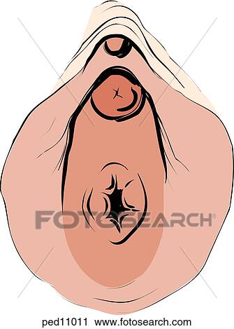 Clip Art - Illustration of an annular hymen.. Fotosearch