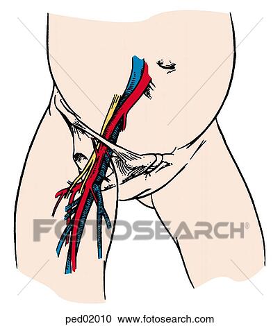 Illustration of inguinal region of female infant, femoral vein and its landmarks visible; shown are: inguinal ligament, femoral nerve, femoral artery, femoral vein, and pubic tubercle. View Large Illustration Clipart - Illustration of inguinal region of female infant, femoral vein and its landmarks visible; shown are: inguinal ligament, femoral nerve, femoral artery, femoral vein, and pubic tubercle.. Fotosearch