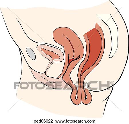 Illustration of the anatomy of a complete rectal prolapse in a female child. View Large Illustration Drawing - Illustration of the anatomy of a complete rectal prolapse in a female child.. Fotosearch