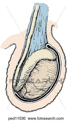 Image shows normal testicular anatomy. View Large Illustration Clipart - Image shows normal testicular anatomy.. Fotosearch