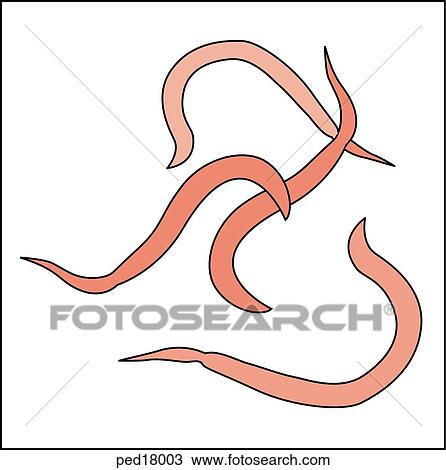 Image shows pinworms as seen under a microscope. View Large Illustration Drawing - Image shows pinworms as seen under a microscope.. Fotosearch