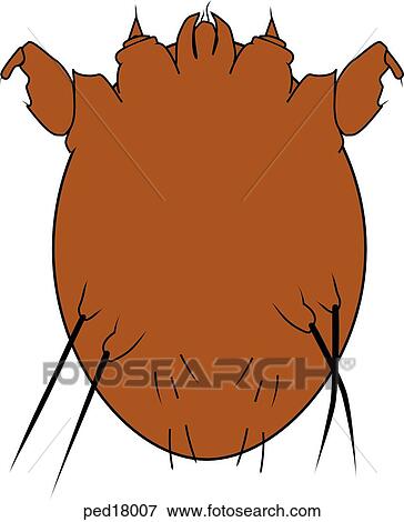 Stock Illustration - Picture of the scabies mite, Sarcoptes scabei.. Fotosearch