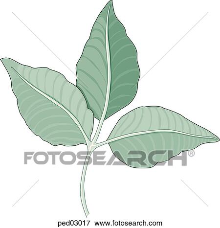 Poison ivy leaflet of three. View Large Illustration Stock Illustration - Poison ivy leaflet of three.. Fotosearch
