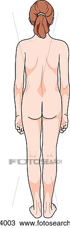 Drawing - Posterior view of female child in anatomical position.. Fotosearch