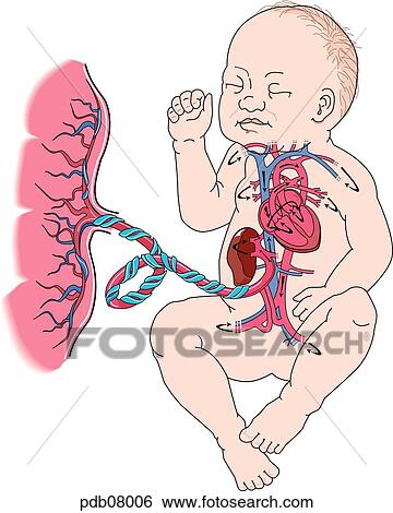 Stock Illustration - Schematic drawing of placenta and fetus demonstrating the fetal circulation.. Fotosearch