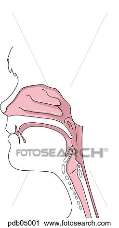 Clip Art - Schematic of a child's airway, showing nasal cavity, oropharynx and laryngopharynx.. Fotosearch