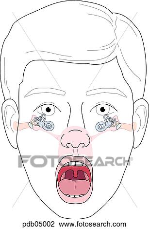 Drawing - Schematic of a child's head, showing the auditory tubes and pharynx.. Fotosearch