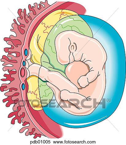 Schematic showing developing fetus in amnionic sac with placental attachment. View Large Illustration Stock Illustration - Schematic showing developing fetus in amnionic sac with placental attachment.. Fotosearch