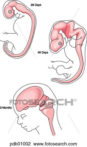Schematic showing development of fetal brain at 28 days, 49 days, and 3 months. View Large Illustration Drawing - Schematic showing development of fetal brain at 28 days, 49 days, and 3 months.. Fotosearch