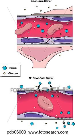Drawing - Schematic showing effects of presence and absence of the blood-brain barrier.. Fotosearch