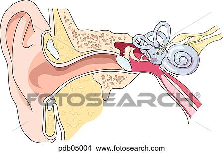 Stock Illustration - Schematic showing external, middle and inner ear.. Fotosearch