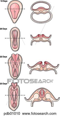 Clipart - Schematic showing formation of the neural tube at 16, 20, 22, and 23 days gestation.. Fotosearch