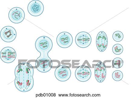 Stock Illustration - Schematic showing meiosis.. Fotosearch
