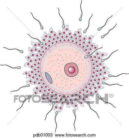 Schematic showing moment of conception, with sperm penetrating egg. View Large Illustration Drawing - Schematic showing moment of conception, with sperm penetrating egg.. Fotosearch