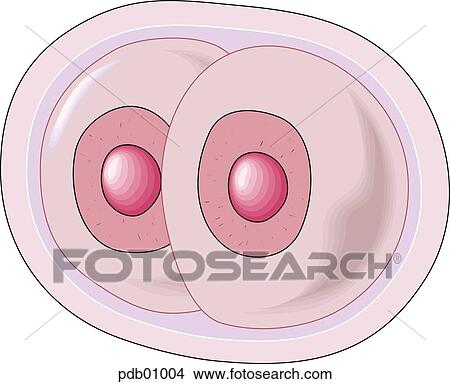 Schematic showing the first division of the zygote. View Large Illustration Stock Illustration - Schematic showing the first division of the zygote.. Fotosearch