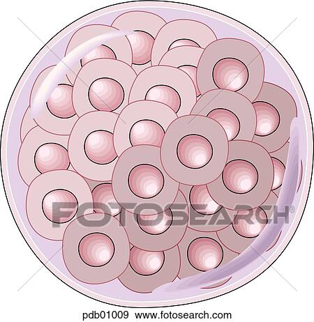 Stock Illustration - Schematic showing the morula.. Fotosearch