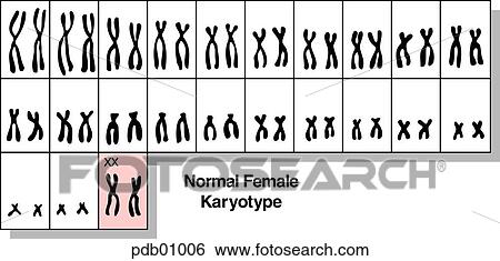 Schematic showing the normal female karyotype. View Large Illustration Stock Illustration - Schematic showing the normal female karyotype.. Fotosearch