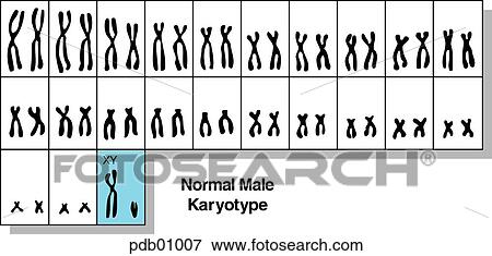 Schematic showing the normal male karyotype. View Large Illustration Stock Illustration - Schematic showing the normal male karyotype.. Fotosearch