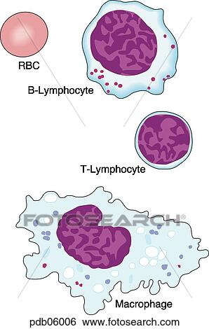 Schematic showing the relative sizes of red blood cells, lymphocytes, and macrophages. View Large Illustration Stock Illustration - Schematic showing the relative sizes of red blood cells, lymphocytes, and macrophages.. Fotosearch