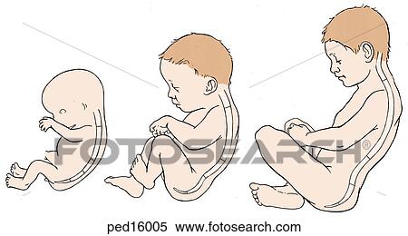 Three lateral images of a child in sitting position with vertebral column visible to illustrate development of normal curvature; (left) fetus, (middle) newborn, and (right) child. View Large Illustration Stock Illustration - Three lateral images of a child in sitting position with vertebral column visible to illustrate development of normal curvature; (left) fetus, (middle) newborn, and (right) child.. Fotosearch