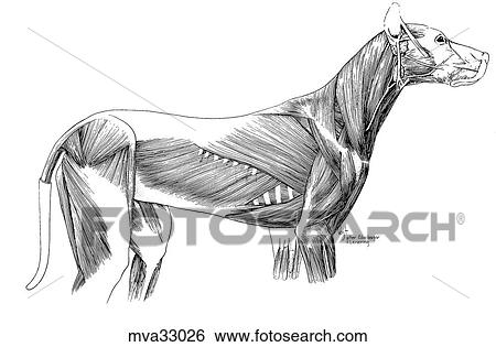 筋肉 の Thoracoabdominal 壁 犬 イラスト Mva Fotosearch