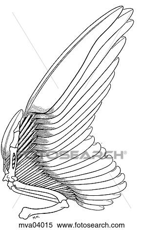 翼 スケルトン そして 飛行 羽 イラスト Mva04015 Fotosearch