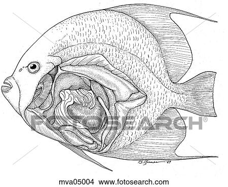 解剖学 Angelfish イラスト Mva Fotosearch