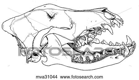 頭骨 以及 牙齒 犬圖解或向量圖 Mva Fotosearch