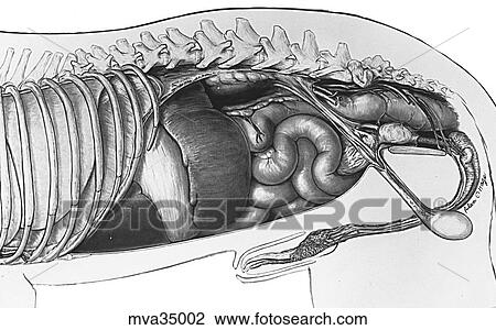 Abdominal organs in situ, canine View Large Illustration Drawing - Abdominal organs in situ, canine. Fotosearch