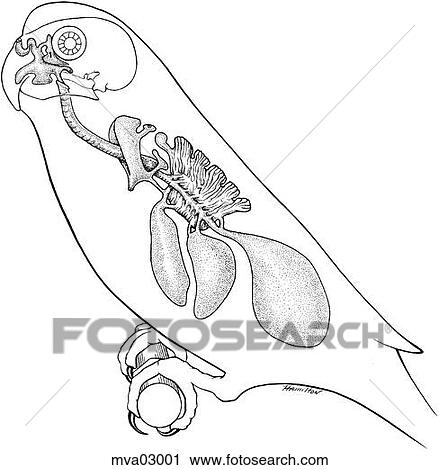 Clip Art - Air passageways, lungs, air sacs, bird. Fotosearch