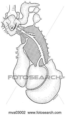 Air sacs and connections, bird View Large Illustration Drawing - Air sacs and connections, bird. Fotosearch
