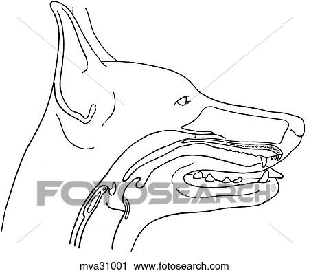 Clip Art - Airway spaces of the larynx and trachea. Fotosearch