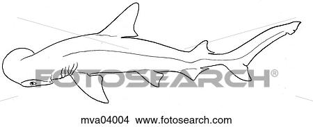 Stock Illustration - Anatomy, bonnethead shark. Fotosearch