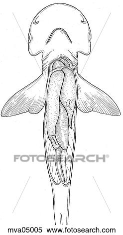 Anatomy, bonnethead shark View Large Illustration Stock Illustration - Anatomy, bonnethead shark. Fotosearch