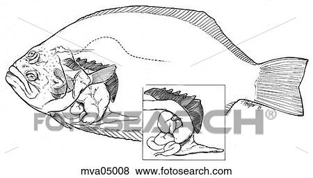 Anatomy, flounder View Large Illustration Stock Illustration - Anatomy, flounder. Fotosearch