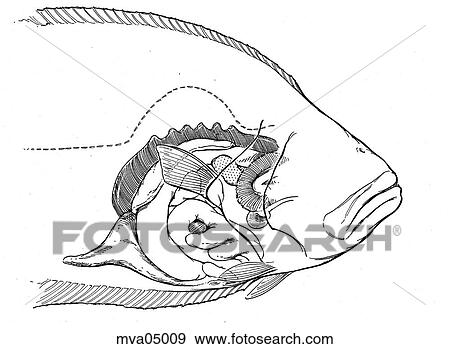 Anatomy, flounder View Large Illustration Stock Illustration - Anatomy, flounder. Fotosearch