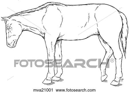 Clip Art - Anatomy of the sleeping horse. Fotosearch