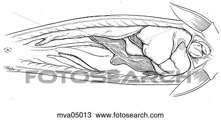Anatomy, sturgeon View Large Illustration Drawing - Anatomy, sturgeon. Fotosearch