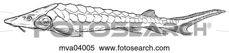 Anatomy, sturgeon View Large Illustration Stock Illustration - Anatomy, sturgeon. Fotosearch