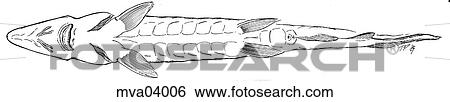 Stock Illustration - Anatomy, sturgeon. Fotosearch