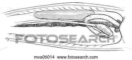 Anatomy, sturgeon View Large Illustration Stock Illustration - Anatomy, sturgeon. Fotosearch