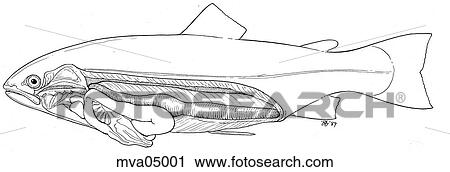 Clip Art - Anatomy, trout. Fotosearch