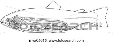 Anatomy, trout View Large Illustration Stock Illustration - Anatomy, trout. Fotosearch