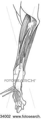 Drawing - Antebrachium, muscles and tendons, canine. Fotosearch
